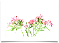 02_Flowers - David Beech